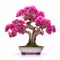 Magenta Carnation Bonsai: A Stunning Ornamental Potted Blooming Tree