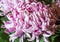 Magenta chrysanthemums
