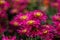 Magenta chrysanthemums on a blurry background close-up. Beautiful bright chrysanthemums bloom in autumn in the garden.