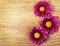 Magenta Chrysanthemums Flowers on wooden background