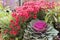 Magenta chrysanthemums and ornamental kale