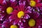 Magenta chrysanthemums with rain drops