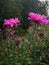 Magenta color asters after rain shower. Foggy garden background.