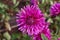 Magenta Color Dalia Flower In The Park