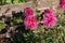 Magenta Color Dalia Flower In The Park