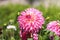 Magenta Color Dalia Flower In The Park