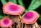 Magenta color fungi spores on wild mushroom in the forest 3D illustration