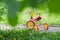 Magenta color kids tricycle with yellow plastic wheels and steel frame on paved path with dandelion flowers