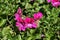 Magenta colored flowers of ivy-leaved geranium