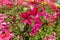 Magenta-colored flowers of ivy leaved geranium