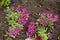 Magenta colored flowers of verbena in July