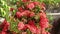 Magenta colored ixora chinensis flower