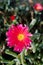 Magenta colored trailing ice plant - Lampranthus spectabilis