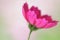 Magenta Cosmos flower, carmine, nature, shallow DOF, wind