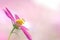 Magenta Cosmos flower, carmine, nature, shallow DOF, wind