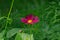 Magenta Cosmos flowers in the garden.