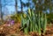 Magenta crocus flower blossoms at spring