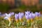 Magenta crocus flower blossoms at spring