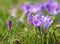 Magenta crocus flowers blossom at springtime