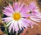 Magenta crysanthemum flower