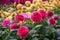 Magenta Dahlia Hybride. Garden plants of brightly colored with many hues, for parks, balconies