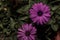 Magenta daisies with green details
