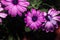 Magenta daisies with green details