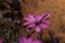 Magenta daisies with green details