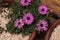 Magenta daisies with green details