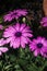 Magenta daisies with green details