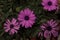 Magenta daisies with green details