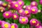 Magenta daisy flowers