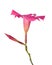 Magenta Dipladenia flower