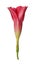 Magenta Dipladenia flower