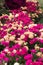 Magenta floral background