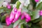 Magenta flower bud of succulent plant, adobe rgb