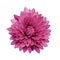Magenta flower dahlia on a white isolated background with clipping path. Closeup.