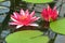 The magenta flower of water lily Nymphaea Attraction on pond