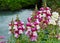 Magenta flowering common snapdragon