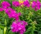 Magenta flowers of Phlox paniculata in garden