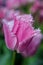 Magenta fringed tulip macro