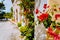 Magenta fuchsia flowers on the walkway in small mediterranean Assos village. Traditional greek house on street with a