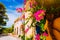 Magenta fuchsia flowers on the walkway in small mediterranean Assos village. Traditional greek house on street with a