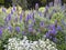 Magenta garden lavenders at botanical gardens