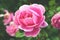 Magenta garden roses