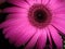 Magenta Gerber Daisy