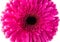 Magenta gerbera