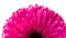 Magenta gerbera