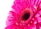 Magenta gerbera