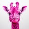 Magenta Giraffe: Hyperrealistic Contemporary Wall Art